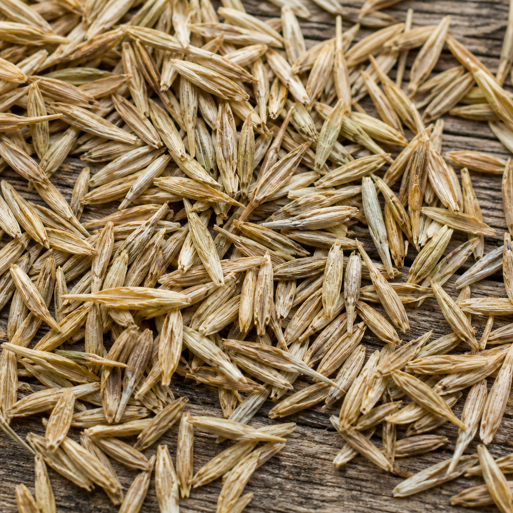 Fescue Seed